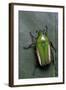 Smaragdesthes Africana (Flower Beetle)-Paul Starosta-Framed Photographic Print