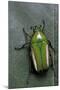 Smaragdesthes Africana (Flower Beetle)-Paul Starosta-Mounted Photographic Print