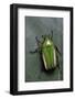 Smaragdesthes Africana (Flower Beetle)-Paul Starosta-Framed Photographic Print