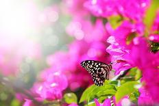 Majestic Morning Scene With Butterfly Feeding On Nectar Of A Bouganvillea Flower With Sunrays-smarnad-Photographic Print