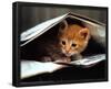 Smart Cat-Stuewer-Framed Poster
