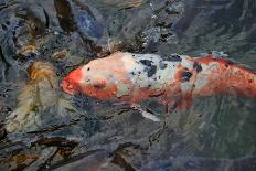 Many Carp Fishes in A Water during Feeding Time-smartfoto-Photographic Print