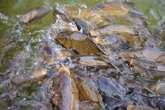 Many Carp Fishes in A Water during Feeding Time-smartfoto-Photographic Print