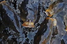 Many Carp Fishes in A Water during Feeding Time-smartfoto-Photographic Print