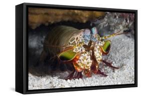 Smasher Mantis Shrimp-Reinhard Dirscherl-Framed Stretched Canvas