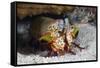 Smasher Mantis Shrimp-Reinhard Dirscherl-Framed Stretched Canvas