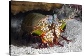 Smasher Mantis Shrimp-Reinhard Dirscherl-Stretched Canvas