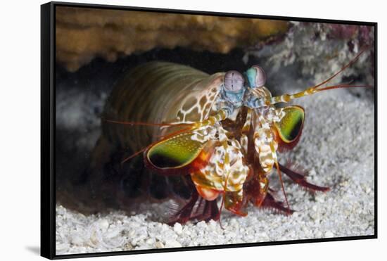 Smasher Mantis Shrimp-Reinhard Dirscherl-Framed Stretched Canvas