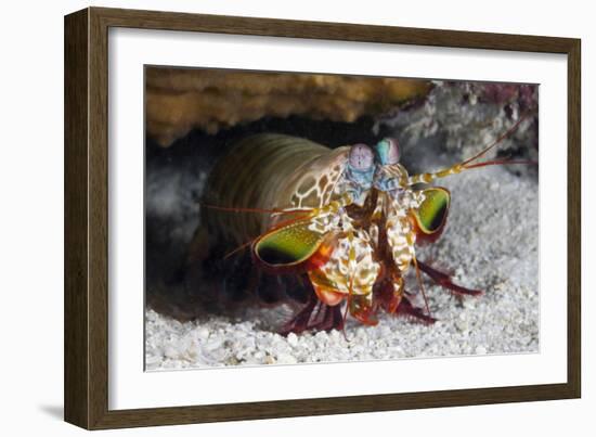 Smasher Mantis Shrimp-Reinhard Dirscherl-Framed Photographic Print