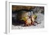 Smasher Mantis Shrimp-Reinhard Dirscherl-Framed Photographic Print