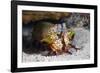 Smasher Mantis Shrimp-Reinhard Dirscherl-Framed Photographic Print