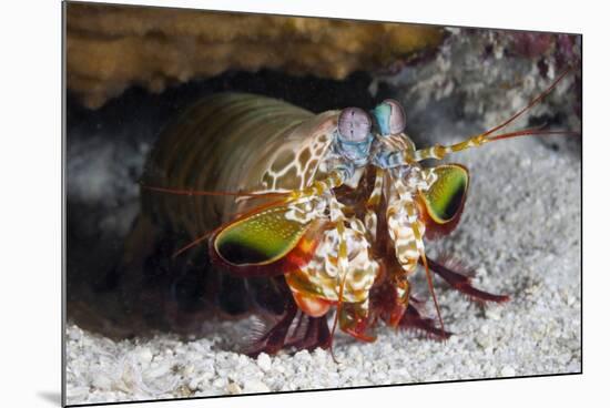 Smasher Mantis Shrimp-Reinhard Dirscherl-Mounted Photographic Print