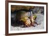 Smasher Mantis Shrimp-Reinhard Dirscherl-Framed Photographic Print