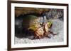 Smasher Mantis Shrimp-Reinhard Dirscherl-Framed Photographic Print