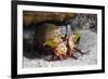 Smasher Mantis Shrimp-Reinhard Dirscherl-Framed Photographic Print