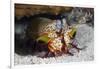 Smasher Mantis Shrimp-Reinhard Dirscherl-Framed Photographic Print