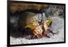 Smasher Mantis Shrimp-Reinhard Dirscherl-Framed Photographic Print