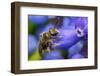 Smeathman's furrow bee visiting Grape hyacinth, UK-Phil Savoie-Framed Photographic Print