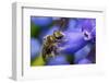 Smeathman's furrow bee visiting Grape hyacinth, UK-Phil Savoie-Framed Photographic Print