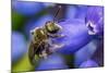 Smeathman's furrow bee visiting Grape hyacinth, UK-Phil Savoie-Mounted Photographic Print
