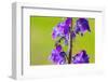 Smeathman's furrow bee visiting Purple Toadflax, UK-Phil Savoie-Framed Photographic Print