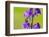 Smeathman's furrow bee visiting Purple Toadflax, UK-Phil Savoie-Framed Premium Photographic Print