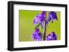 Smeathman's furrow bee visiting Purple Toadflax, UK-Phil Savoie-Framed Premium Photographic Print