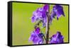 Smeathman's furrow bee visiting Purple Toadflax, UK-Phil Savoie-Framed Stretched Canvas