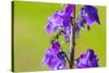 Smeathman's furrow bee visiting Purple Toadflax, UK-Phil Savoie-Stretched Canvas