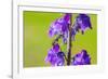 Smeathman's furrow bee visiting Purple Toadflax, UK-Phil Savoie-Framed Photographic Print