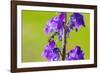 Smeathman's furrow bee visiting Purple Toadflax, UK-Phil Savoie-Framed Photographic Print