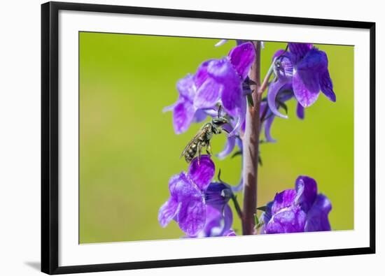 Smeathman's furrow bee visiting Purple Toadflax, UK-Phil Savoie-Framed Photographic Print