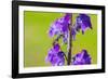 Smeathman's furrow bee visiting Purple Toadflax, UK-Phil Savoie-Framed Photographic Print