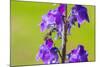 Smeathman's furrow bee visiting Purple Toadflax, UK-Phil Savoie-Mounted Photographic Print