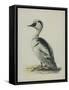 Smew, Illustration from 'A History of British Birds' by William Yarrell, c.1905-10-Edward Adrian Wilson-Framed Stretched Canvas