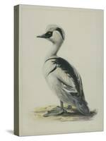 Smew, Illustration from 'A History of British Birds' by William Yarrell, c.1905-10-Edward Adrian Wilson-Stretched Canvas