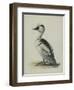 Smew, Illustration from 'A History of British Birds' by William Yarrell, c.1905-10-Edward Adrian Wilson-Framed Giclee Print