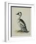 Smew, Illustration from 'A History of British Birds' by William Yarrell, c.1905-10-Edward Adrian Wilson-Framed Giclee Print