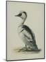 Smew, Illustration from 'A History of British Birds' by William Yarrell, c.1905-10-Edward Adrian Wilson-Mounted Giclee Print