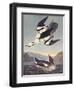 Smew Or White Nun-John James Audubon-Framed Art Print