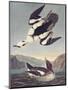 Smew Or White Nun-John James Audubon-Mounted Art Print