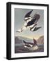 Smew Or White Nun-John James Audubon-Framed Art Print