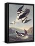 Smew Or White Nun-John James Audubon-Framed Stretched Canvas