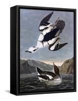 Smew, or White Nun-John James Audubon-Framed Stretched Canvas