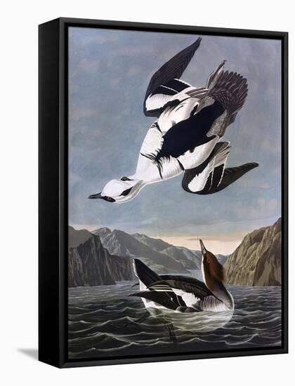 Smew, or White Nun-John James Audubon-Framed Stretched Canvas