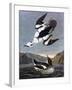 Smew, or White Nun-John James Audubon-Framed Art Print