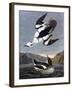 Smew, or White Nun-John James Audubon-Framed Art Print