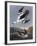 Smew, or White Nun-John James Audubon-Framed Art Print