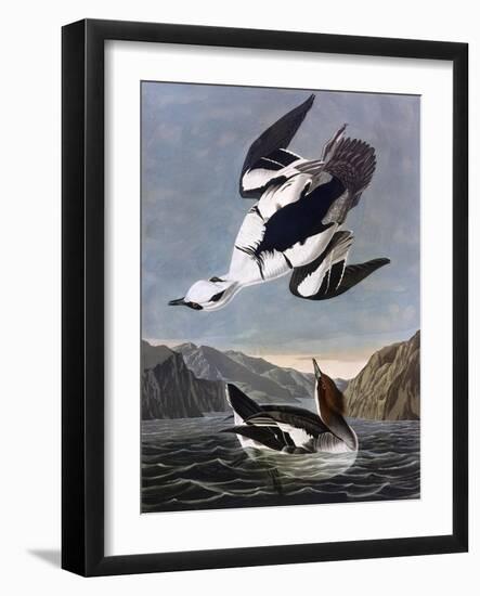 Smew, or White Nun-John James Audubon-Framed Art Print