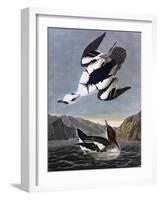 Smew, or White Nun-John James Audubon-Framed Art Print